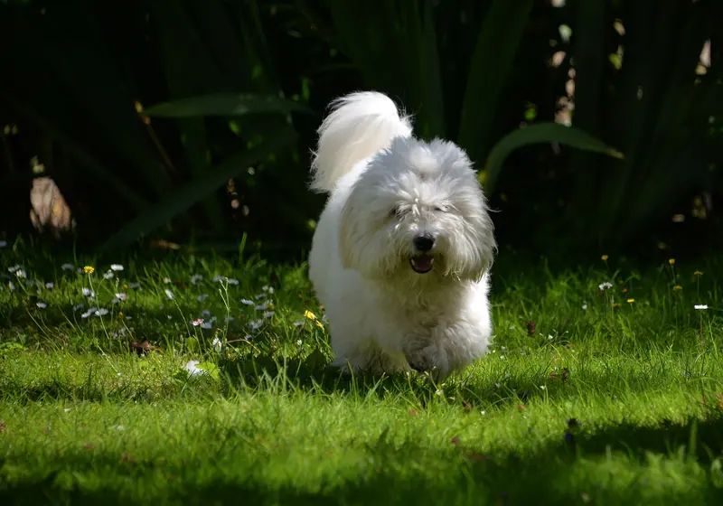 Coton de Tuléar — Coton De Tulear 1Y Old