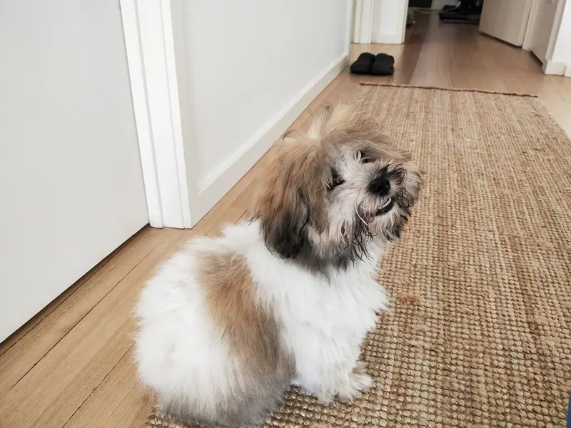 Coton de Tuléar — Peanut. 6 months