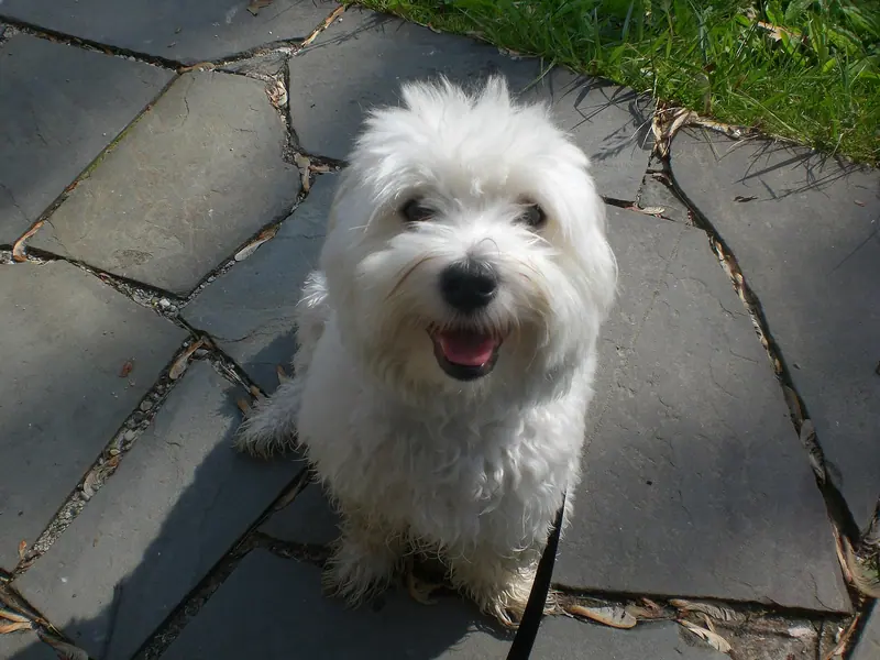 Coton de Tuléar — Coton de Tulear Merlin
