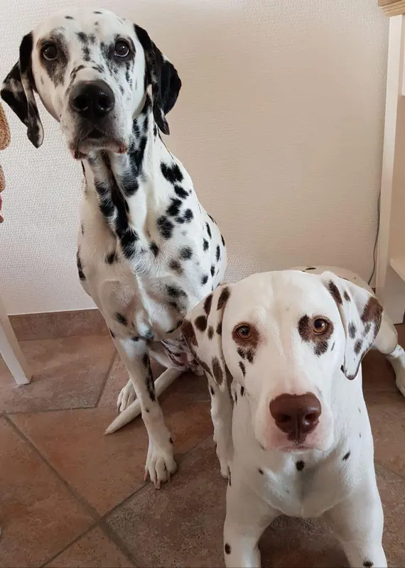 Dalmatien — Nova-zembla