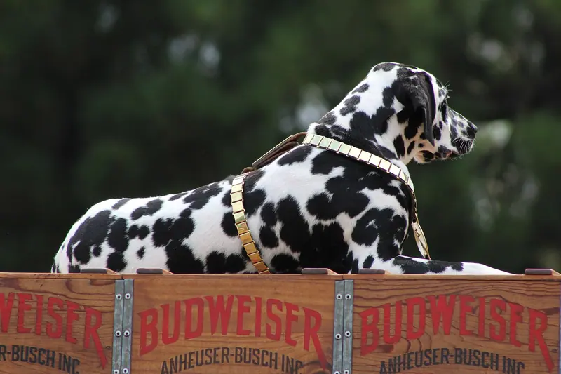 Dalmatien — Budweiser Clydesdale Dalmatian