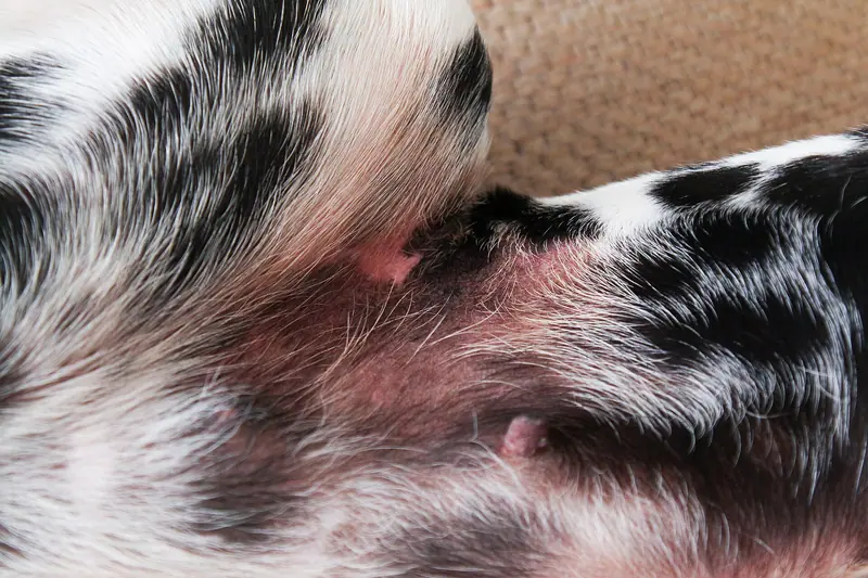 Dalmatien — Atopische Dermatitis (22057283235)