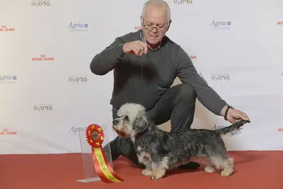 Dandie Dinmont Terrier — photo de la race