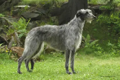 Deerhound — photo de la race
