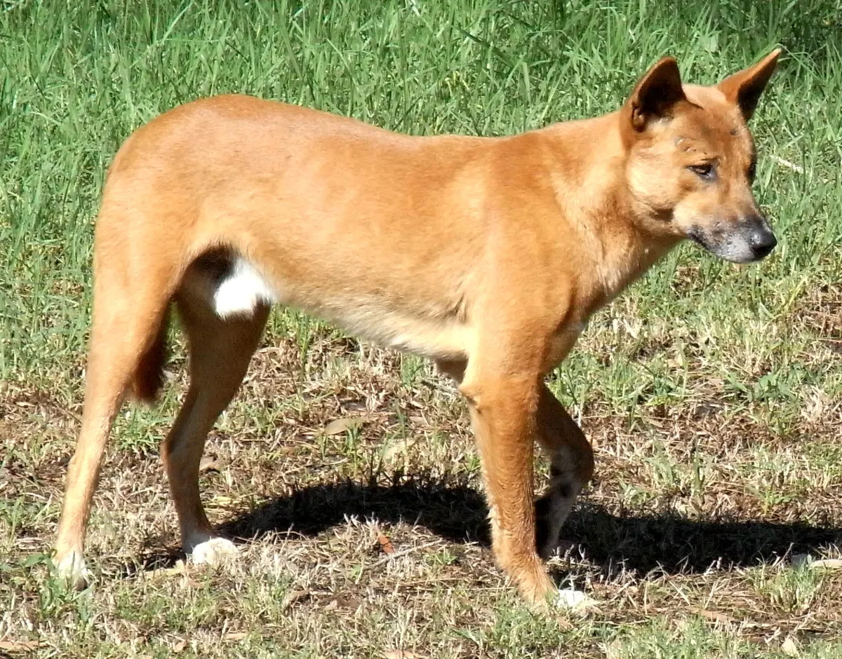 Dingo adulte, photographié en extérieur