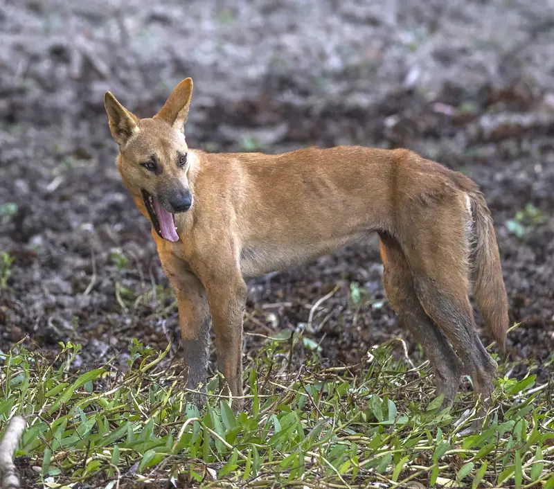 Dingo — Dingo (Canis lupus dingo) Kakadu 2