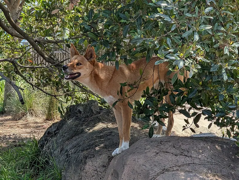Dingo — Australian Dingo – Canis familiaris dingo, Taronga ZOO, Sydney