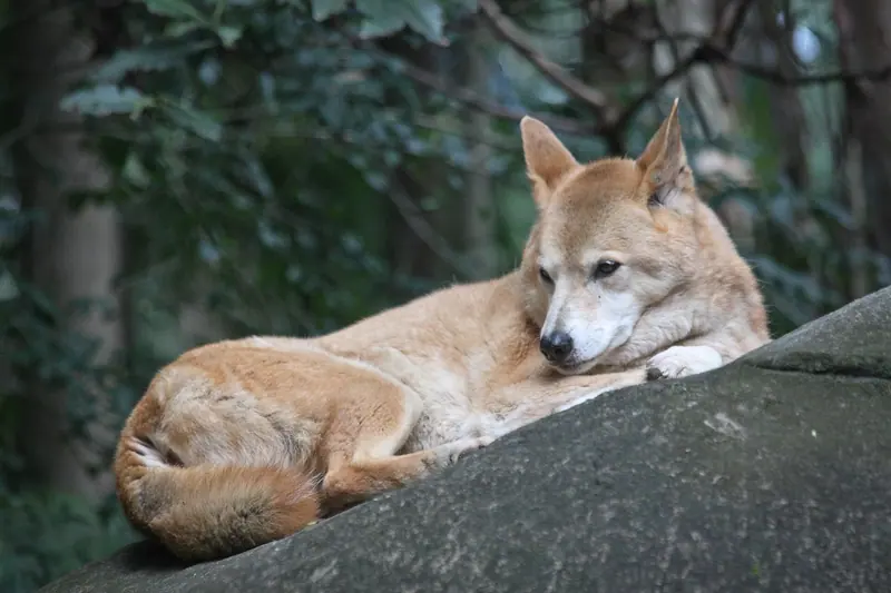 Dingo — Canis Lupus (Dingo) (7636293918)