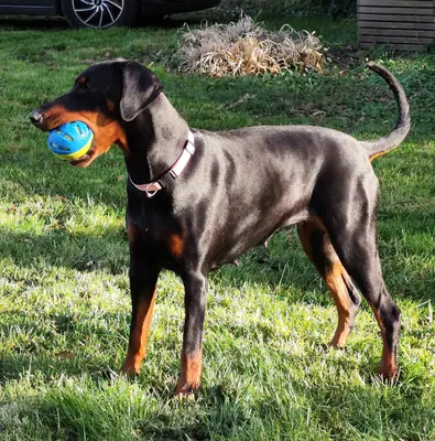 Dobermann — photo de la race