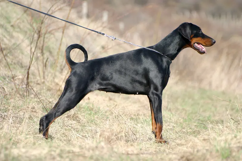 Dobermann — Dobermann handling