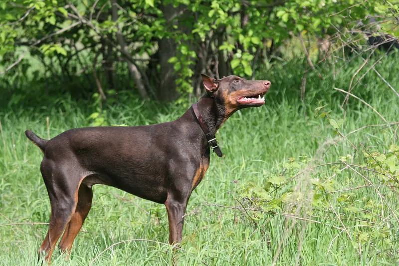 Dobermann — Doberman Pinscher red standing