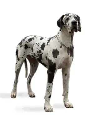 Dogue allemand — photo de la race