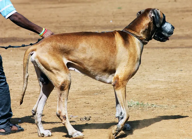 Dogue allemand — 3186-great-dane-dog-breeds (20313764130)