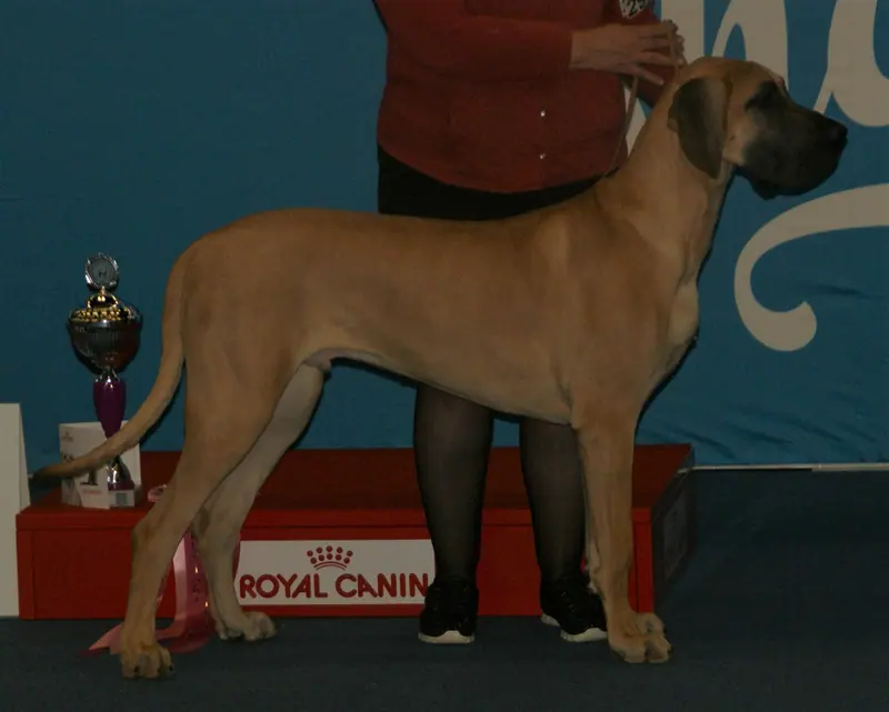 Dogue allemand — Dane-fawn1
