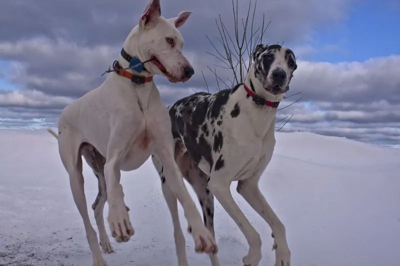 Dogue allemand — "the Greats"
