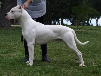 Dogue argentin — photo de la race