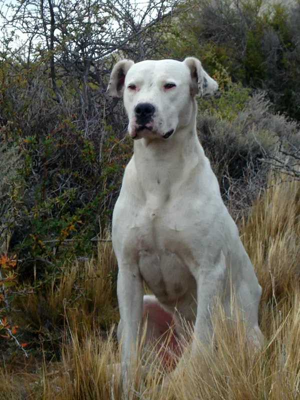 Dogue argentin — Argentine Dogo (535032632) (cropped)