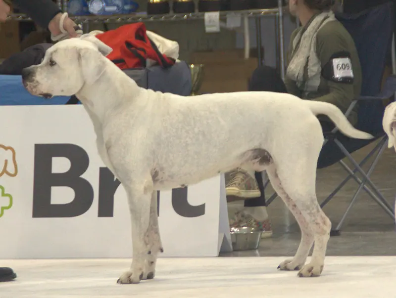 Dogue argentin — Argentiinandoggidogo3