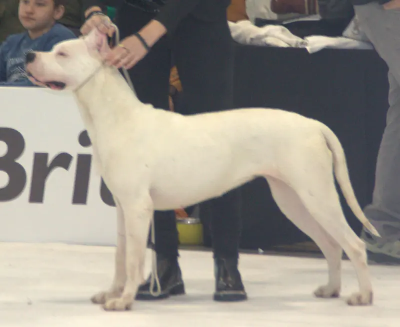 Dogue argentin — Argentiinandoggidogo5