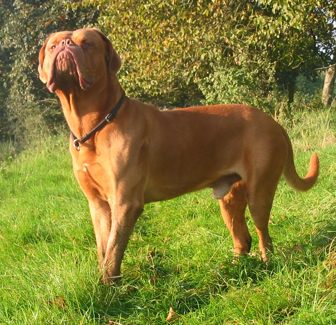 Dogue de Bordeaux adulte, photographié en extérieur