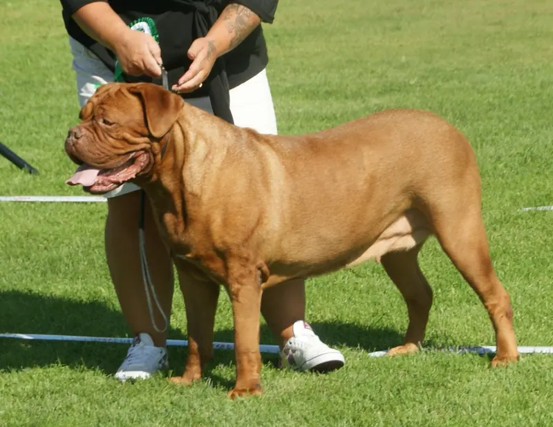 Dogue de Bordeaux — French Mastiff female 4