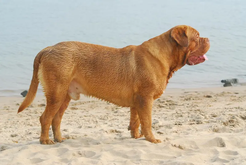 Dogue de Bordeaux — DJT 0086