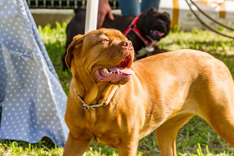 Dogue de Bordeaux — Encontro Dog Institute (41219136914)