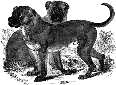 Dogue de Cuba