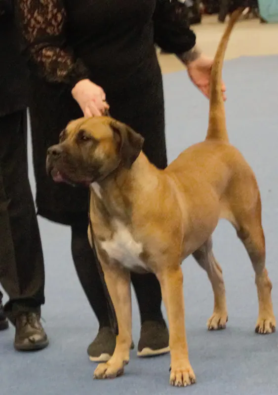 Dogue des Canaries — Canarianpresa, fawn bitch