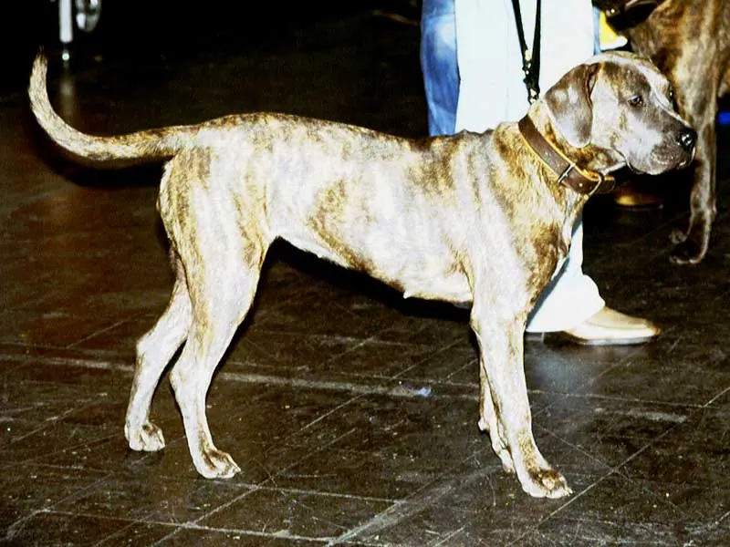 Dogue des Canaries — Perro-de-Presa-Canario