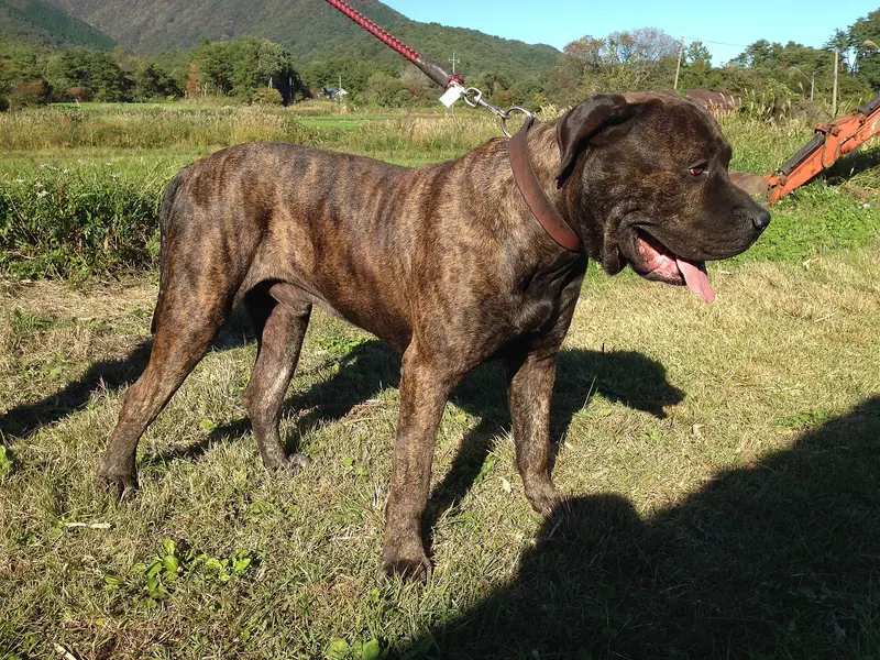 Dogue des Canaries — Canario 0720