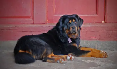 Dogue du Tibet — photo de la race