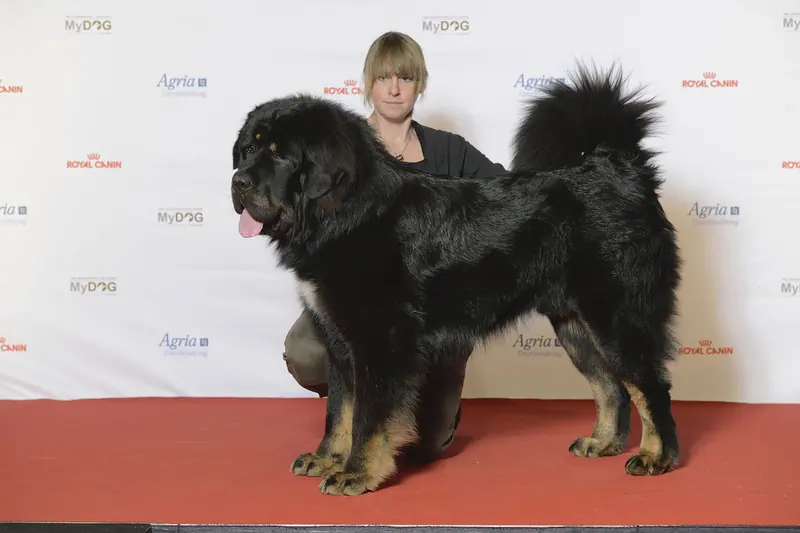 Dogue du Tibet — BIR Grupp 2- TIBETANSK MASTIFF, Legenda Tibeta Temudzhin (23938629470)