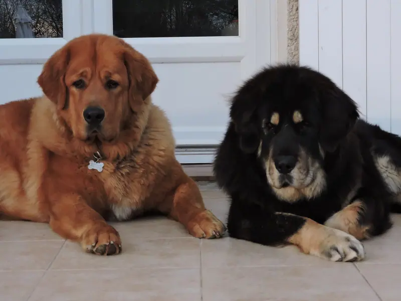 Dogue du Tibet — DOGUE DU TIBET TIBETAN MASTIFF DO-KHY