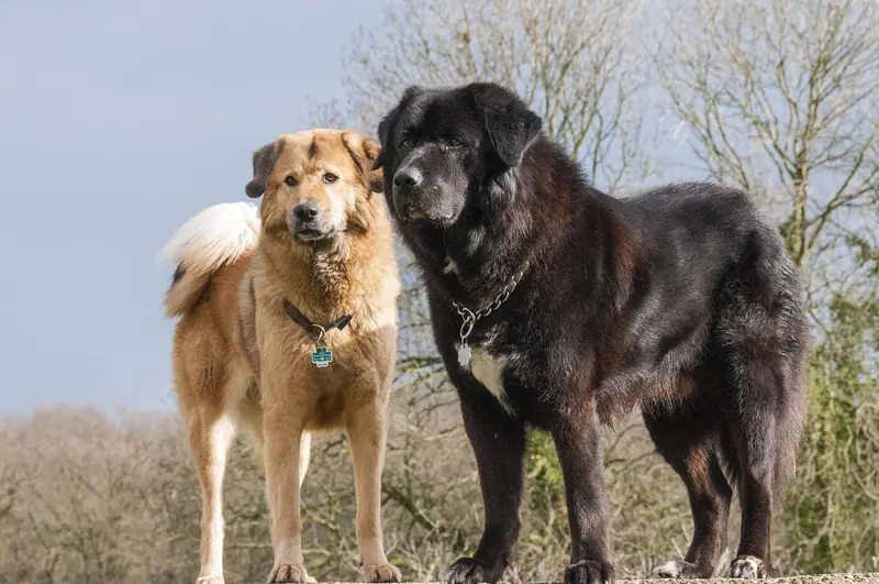 Dogue du Tibet — Do-Khyi-Zuchtpaar