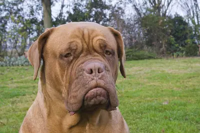 Dogue