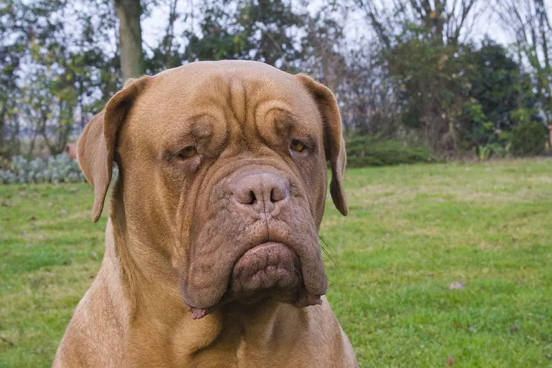 Dogue adulte, photographié en extérieur