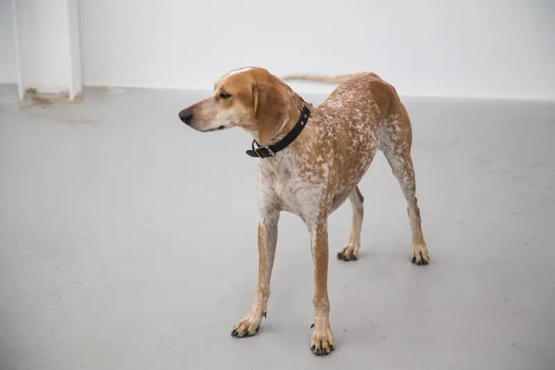 English Coonhound adulte, photographié en extérieur