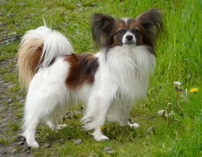 Épagneul nain continental papillon — photo de la race