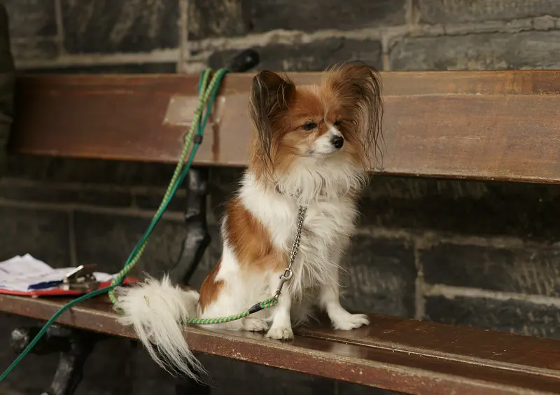 Épagneul nain continental papillon — "When do I get to ride on the train?" (8724024958)