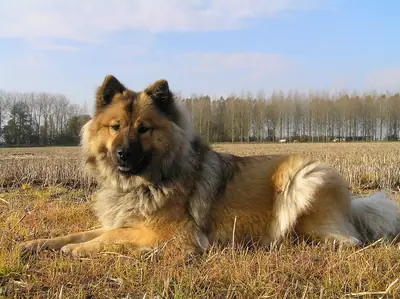 Eurasier — photo de la race