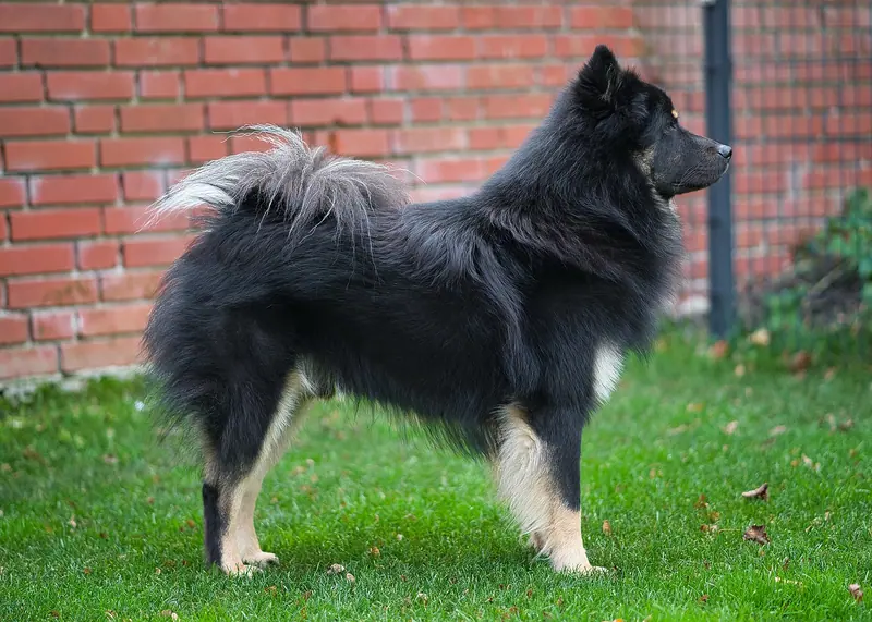 Eurasier — Eurasier Seitenprofil stehend