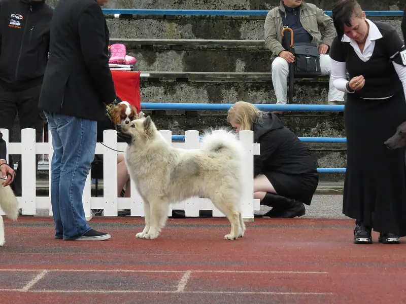 Eurasier — Eurasier in Tallinn (full)