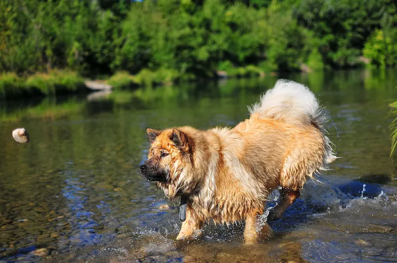 Eurasier — Eurasier hunting rocks in water