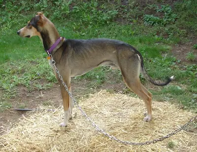 Eurohound — photo de la race
