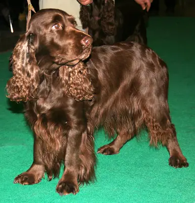 Field Spaniel — photo de la race