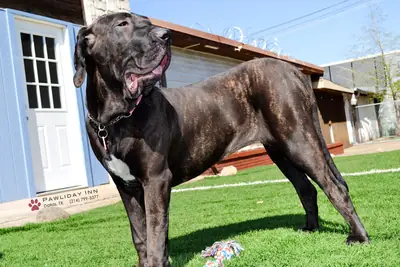 Fila Brasileiro — photo de la race