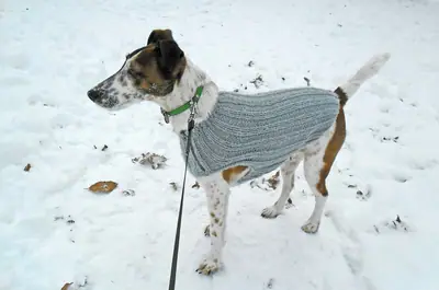 Fox-terrier à poil dur — photo de la race