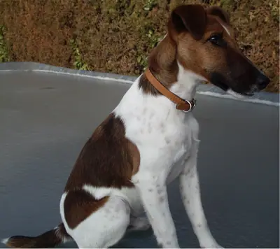 Fox-terrier à poil lisse — photo de la race