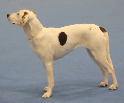 Foxhound américain — photo de la race